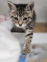 Shelter Stray Male Cat last seen Williamson County, TX 78634, Georgetown, TX 78626