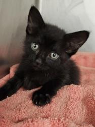 Shelter Stray Female Cat last seen Round Rock, TX 78665, Georgetown, TX 78626