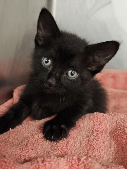 Shelter Stray Female Cat last seen Round Rock, TX 78665, Georgetown, TX 78626