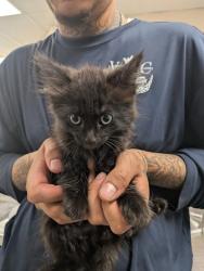 Shelter Stray Male Cat last seen , NM , Los Lunas, NM 87031