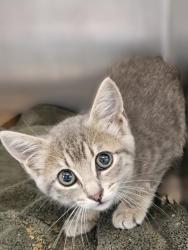 Shelter Stray Female Cat last seen Round Rock, TX 78664, Georgetown, TX 78626
