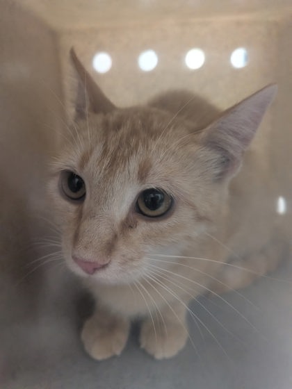Shelter Stray Unknown Cat last seen Valencia County, NM 87002, Los Lunas, NM 87031