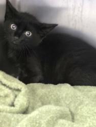 Shelter Stray Male Cat last seen Round Rock, TX 78664, Georgetown, TX 78626