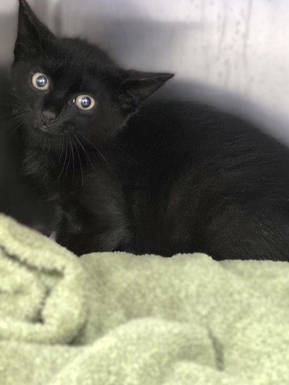 Shelter Stray Male Cat last seen Round Rock, TX 78664, Georgetown, TX 78626