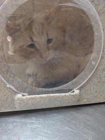 Shelter Stray Male Cat last seen Belen, NM 87002, Los Lunas, NM 87031