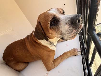 Shelter Stray Male Dog last seen Near Kenworthy Street, CITY of El Paso, TX, Fort Bliss, TX 79906