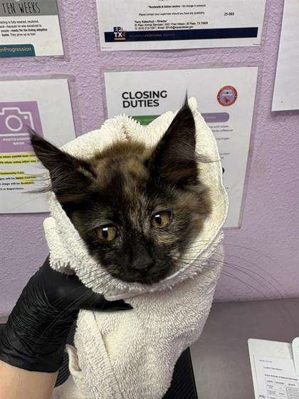 Shelter Stray Female Cat last seen Near Al Roberts Drive, CITY of El Paso, TX, Fort Bliss, TX 79906