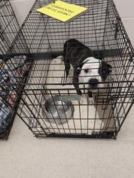 Shelter Stray Female Dog last seen Biloxi, MS , Gulfport, MS 39501