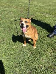 Shelter Stray Male Dog last seen Near W T LN EASLEY, SC 29640, PICKENS COUNTY, SC, Pickens, SC 29671