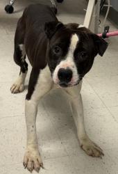 Shelter Stray Male Dog last seen Gulfport, MS , Gulfport, MS 39501