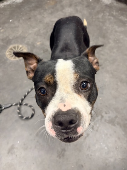 Shelter Stray Female Dog last seen Goose Creek, SC 29445, North Charleston, SC 29406