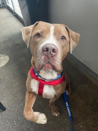 Shelter Stray Male Dog last seen Near DORIAN COURT, 30058, GA, Atlanta, GA 30341