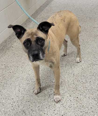Shelter Stray Female Dog last seen Near E 50th St, 64130, MO, Kansas City, MO 64132