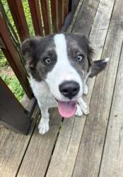 Shelter Stray Male Dog last seen Near NAVARRE DRIVE, 30083, GA, Atlanta, GA 30341