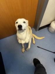 Shelter Stray Female Dog last seen , GA , Atlanta, GA 30341
