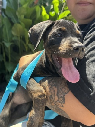 Shelter Stray Unknown Dog last seen Near Buford Hwy, Atlanta, GA 30341, 30341, GA, Atlanta, GA 30341