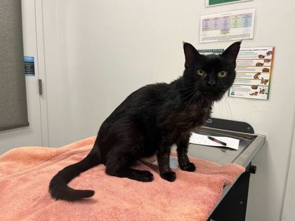 Shelter Stray Male Cat last seen Charlotte & NE 45th Ter, KCMO, 64116, 64116, MO, Kansas City, MO 64132