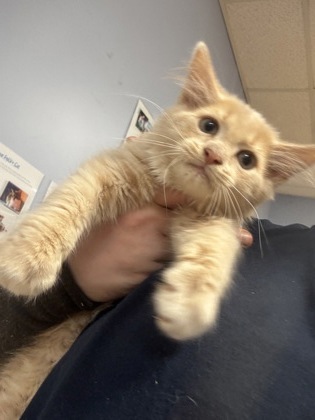 Shelter Stray Male Cat last seen Near Chamblee Dunwoody Rd, Atlanta, GA 30341, 30341, GA, Atlanta, GA 30341