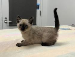 Shelter Stray Female Cat last seen E 55th St & Eastern Ave, KCMO, 64129, 64129, MO, Kansas City, MO 64132