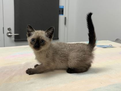 Shelter Stray Female Cat last seen E 55th St & Eastern Ave, KCMO, 64129, 64129, MO, Kansas City, MO 64132