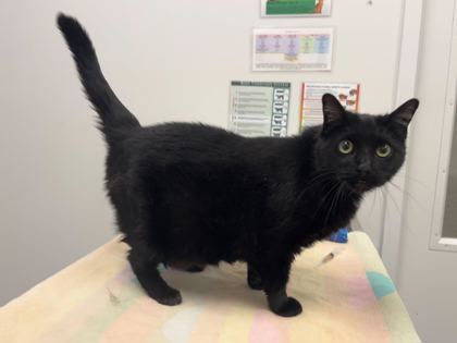 Shelter Stray Female Cat last seen Near E 8th Street, 64125, MO, Kansas City, MO 64132