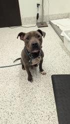 Shelter Stray Male Dog last seen Atlanta, GA 30310, Atlanta, GA 30336