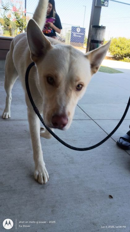 Shelter Stray Male Dog last seen Sandy Springs, GA 30328, Atlanta, GA 30336