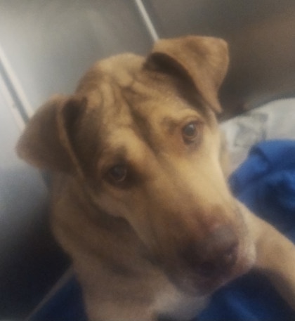Shelter Stray Male Dog last seen Near SAINT MARY AVE, 70811, LA, Baton Rouge, LA 70820