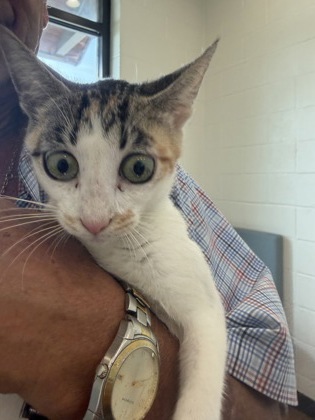 Shelter Stray Female Cat last seen Near Syble Drive, 70814, LA, Baton Rouge, LA 70820
