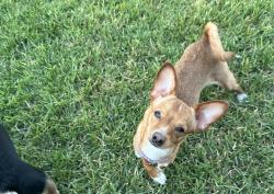 Lost Female Dog last seen Near Woodward ave , Lost Hills, CA 93249