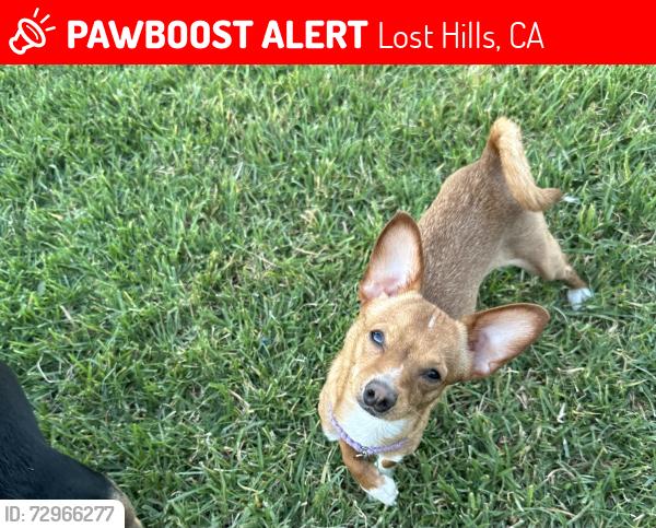 Lost Female Dog last seen Near Woodward ave , Lost Hills, CA 93249