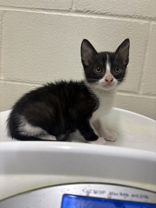 Shelter Stray Male Cat last seen Near Harry Dr, 70806, LA, Baton Rouge, LA 70820