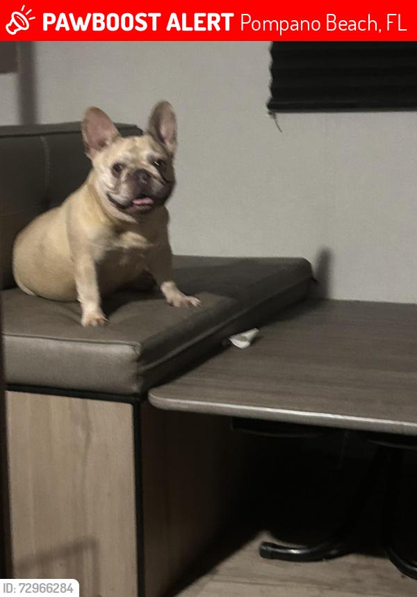 Lost Female Dog last seen NE 33rd Street by St Elizabeth’s Church, Pompano Beach, FL 33064