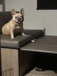 Lost Female Dog last seen NE 33rd Street by St Elizabeth’s Church, Pompano Beach, FL 33064