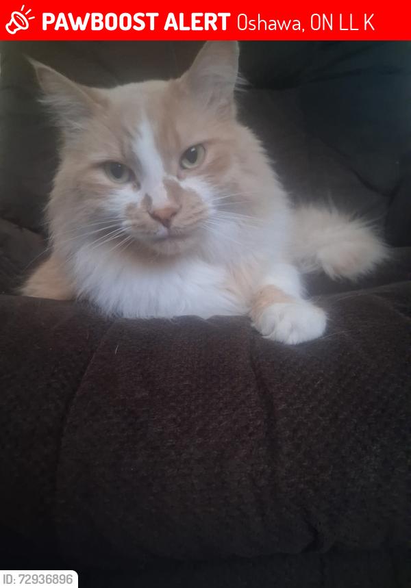 Lost Male Cat last seen Near south ocean dr oshawa, Oshawa, ON L1L 0K4
