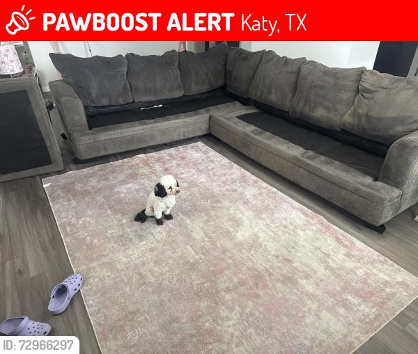 Lost Male Dog last seen Old Greenhouse Rd, Katy, TX 77449