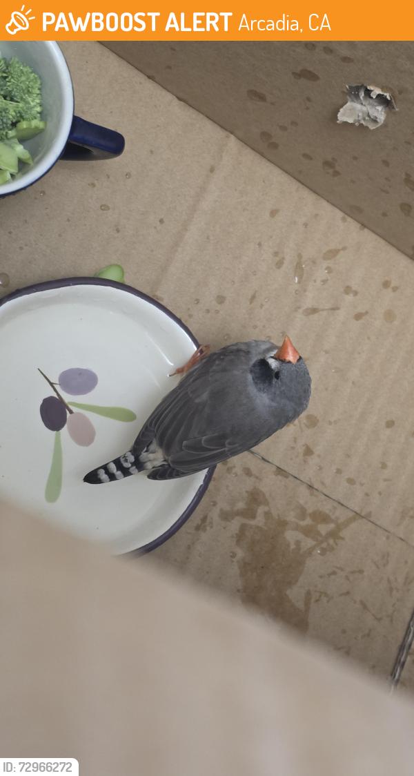 Found/Stray Unknown Bird last seen Near W Live Oak Ave, Arcadia CA 91007, Arcadia, CA 91007