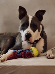 Lost Female Dog last seen Off Owen Drive near Tina and Waco Drive. Near the intersection of Cumberland and Owen Drive, Fayetteville, NC 28306