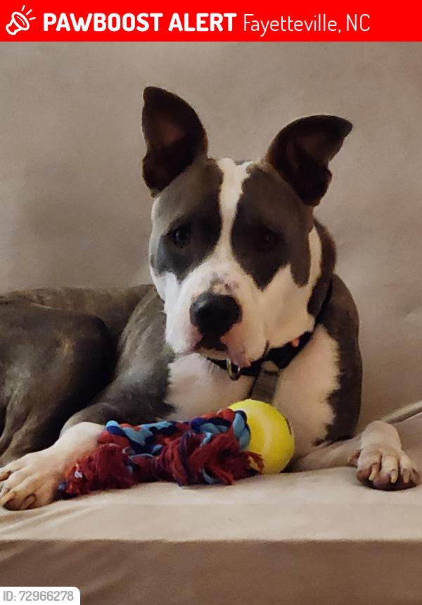 Lost Female Dog last seen Off Owen Drive near Tina and Waco Drive. Near the intersection of Cumberland and Owen Drive, Fayetteville, NC 28306