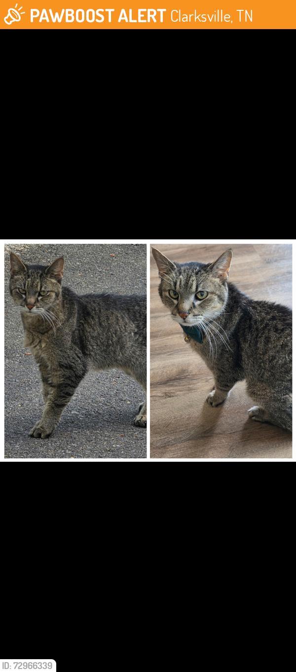 Found/Stray Male Cat last seen Madison street, Clarksville, TN 37040