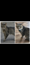 Found/Stray Male Cat last seen Madison street, Clarksville, TN 37040