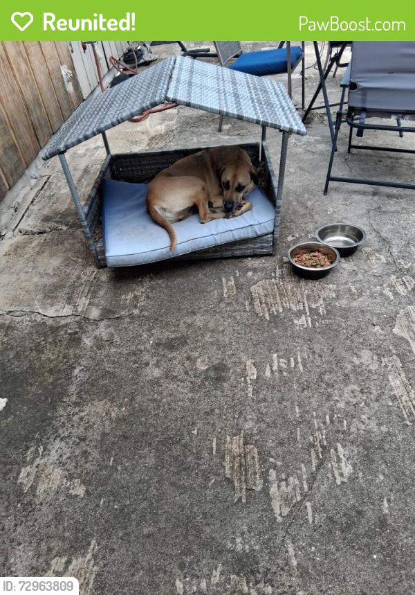 Reunited Male Dog last seen Olconner independence , San Antonio, TX 78233
