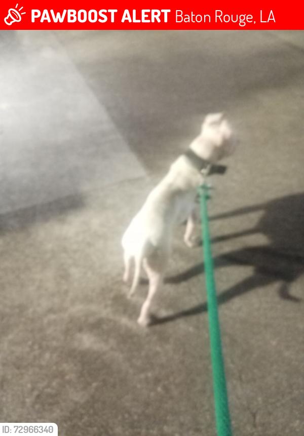 Lost Male Dog last seen Near South Blvd Baton Rouge,  La, Baton Rouge, LA 70802