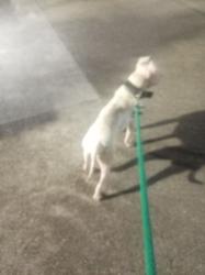 Lost Male Dog last seen Near South Blvd Baton Rouge,  La, Baton Rouge, LA 70802