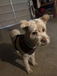 Found/Stray Male Dog last seen Sun tree drive and sunrise boulevard in roseville california , Roseville, CA 95661