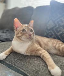 Lost Male Cat last seen Liberty lake on short tail lane hill, Liberty Lake, WA 99019
