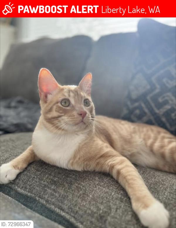 Lost Male Cat last seen Liberty lake on short tail lane hill, Liberty Lake, WA 99019