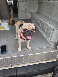 Found/Stray Male Dog last seen Harlow and Eisenhower rd, San Antonio, TX 78218