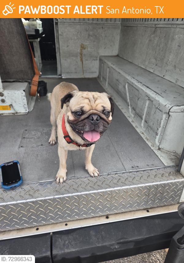 Found/Stray Male Dog last seen Harlow and Eisenhower rd, San Antonio, TX 78218