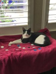 Lost Male Cat last seen E. Natoma & Bowen Drive, Folsom, CA 95630